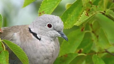 Close up of a dove resting on a branch Stock Footage 247982657