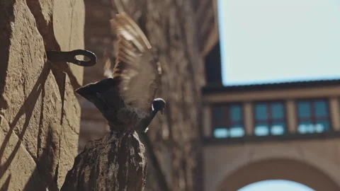 Close up of dove taking off from facade of building in Florence. Travel, trip Stock Footage 159862632