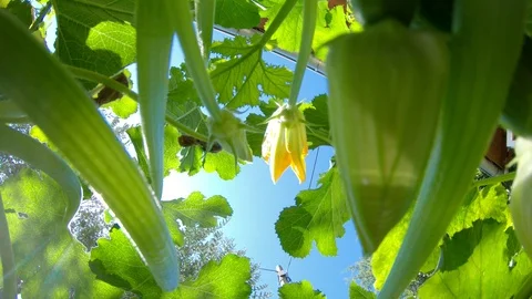 Close up down top view of zucchini flower and plants in green garden. Stock Footage 95790074