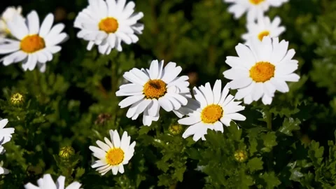 Close Up Dozen Daisy Flowers Stock Footage 272638326