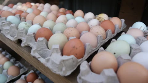Close up of dozens of free range eggs just collected from chicken coop Stock Footage 254565165