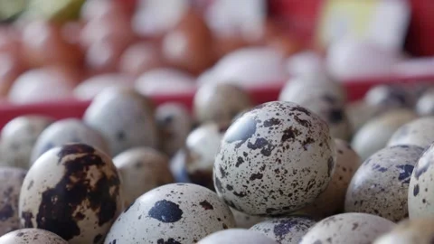 Close-up of dozens of quail eggs inside a crate, clean and speckled, offered for Stock Footage 312110660