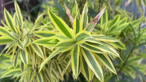 Close-up of Dracaena reflexa leaves Stock Footage 314708077