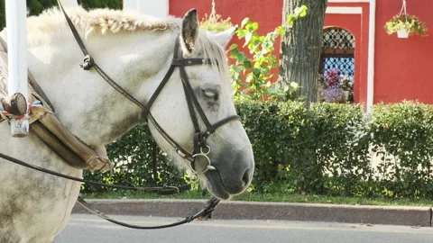 Close up of draft horse head in traditional russian harness with wooden arc.. Stock-Footage 344956022