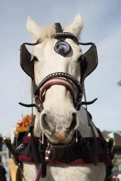 Close-up of a draft horse Stock-Fotos