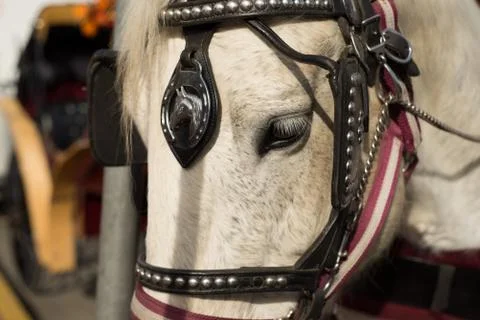 Close-up of a draft horse Stock Photos