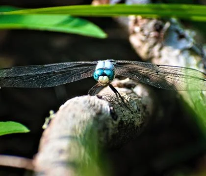 Close Up of a Dragon Fly on a Stick Stock Photos