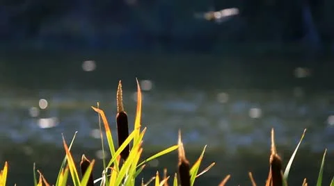 Close up dragon fly while flying Stock Footage 10747358