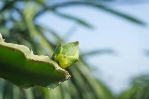 Close up of dragon fruit bud Stock Photos