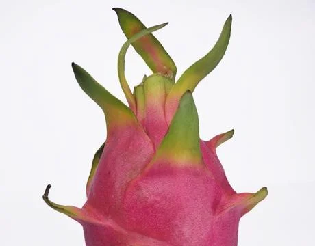 Close-Up of a Dragon Fruit Crown Stock Photos