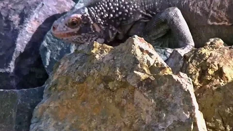 Close up on dragon lizard Stock-Footage 90176582