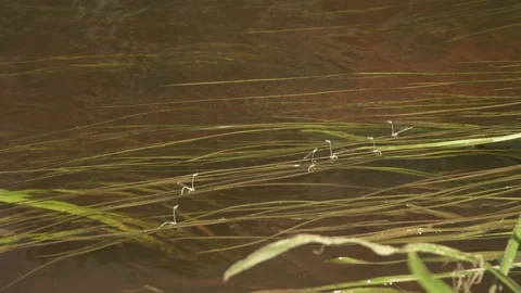 Close-up of dragonflies mating on a water grass in a river Stock Footage 161153557