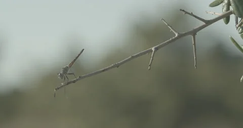 Close Up of Dragonfly on Branch Video stock 134297633