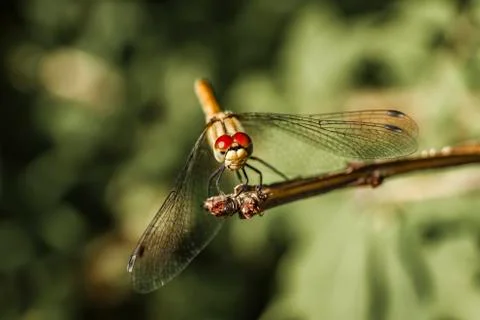 Close-up of dragonfly on a branch Stock Photos