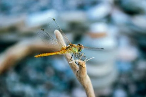 Close-up of dragonfly on branch with transparent wings Stock Photos