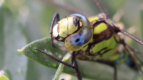 Close-up of a dragonfly cleaning Stock Footage 103051374