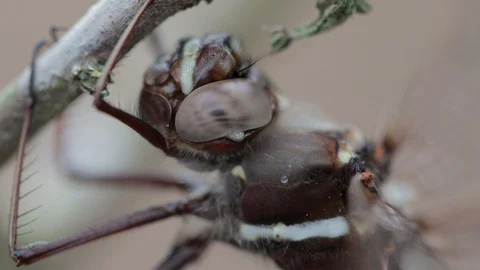 Close up of dragonfly compound eye Stock Footage 128773901