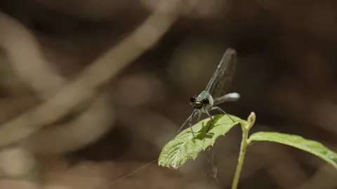 Close up of a dragonfly facing the camera Stock Footage 155258350