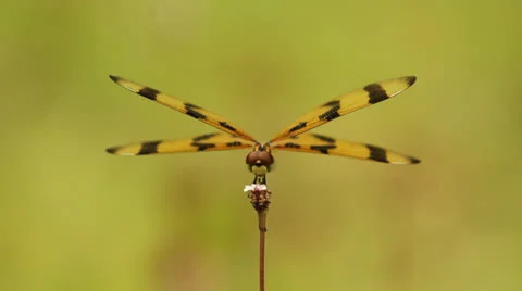 Close Up of Dragonfly on Flower Stock Footage 26752169