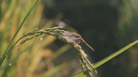 Close up on a dragonfly flying in a field Stock Footage 101179014