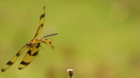 Close Up of Dragonfly Flying From Flower Stock Footage 26752131