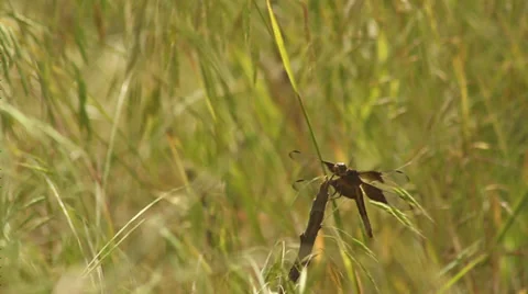 Close up dragonfly Stock Footage 35653974