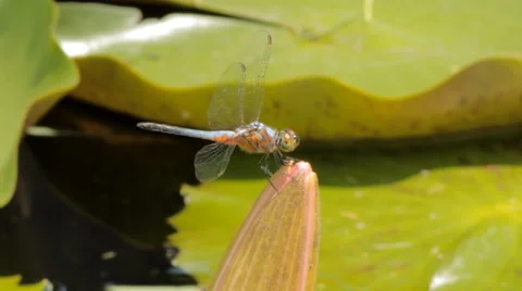 Close up of a Dragonfly Stock Footage 41455489