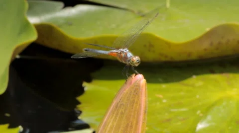 Close up of a Dragonfly Stock Footage 41456006
