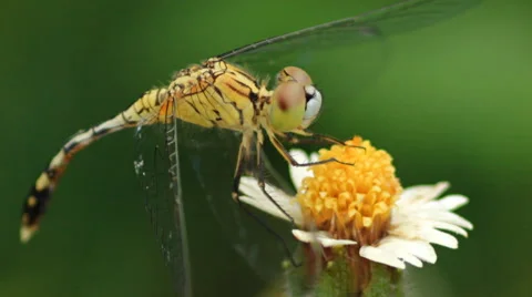 Close up of a Dragonfly. Stock Footage 42797336