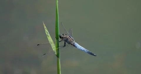 Close up of dragonfly Stock Footage 142510835