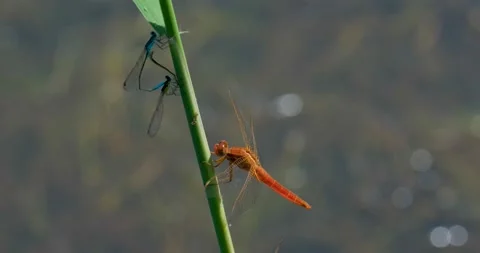 Close up of dragonfly Stock Footage 142510979