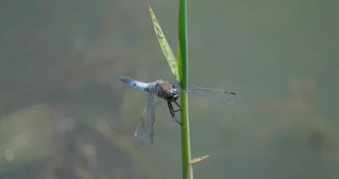 Close up of dragonfly Stock Footage 142511006