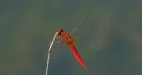 Close up of dragonfly Stock Footage 142511015