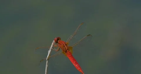 Close up of dragonfly Stock Footage 142511018