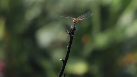 Up close by a dragonfly Stock Footage 157464755