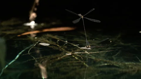 A close up of a dragonfly. Stock Footage 266836969