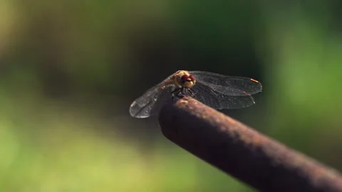 Close-up of a dragonfly. Stock Footage 318584415