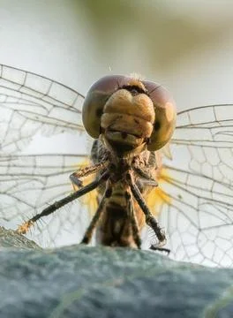 Close-up of a dragonfly head Stock Photos