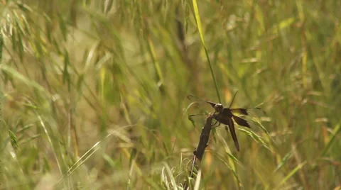 Close up dragonfly II Stock Footage 35653717