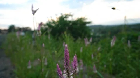 Close-Up of a Dragonfly Landing on a Pink Cockscomb Flower in a Green Field at S Stock Footage 320675866