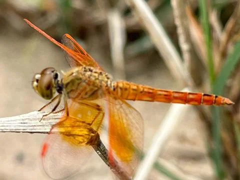 Close-up of a dragonfly on a leaf (1) Stock Photos