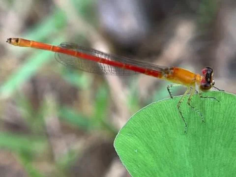 Close-up of a dragonfly on a leaf (4) Stock Photos