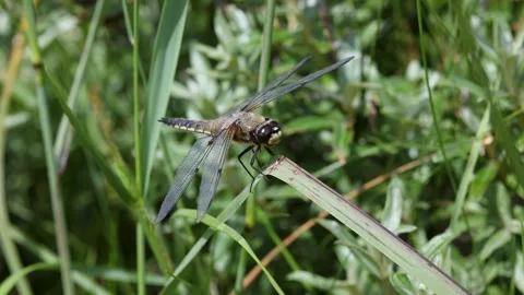 A close-up of a dragonfly perched on a blade of grass, its intricate wings Stock Footage 297069652
