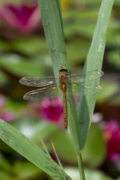 Close up of a Dragonfly perched on a blade of grass Stock Photos