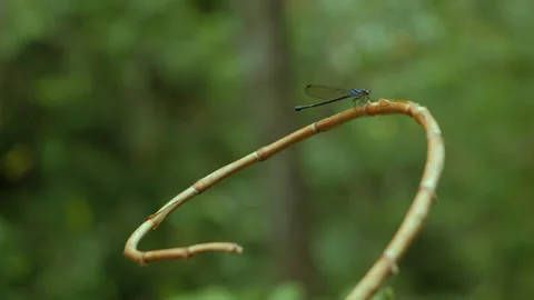 Close up of a dragonfly perched on a branch 4k Stock Footage 273452381