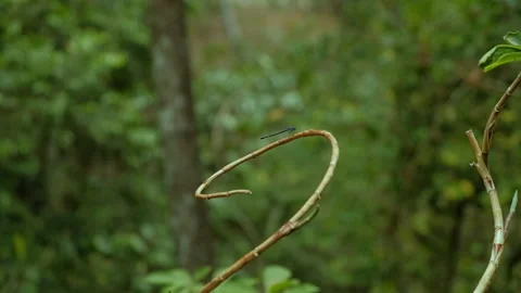 Close up of a dragonfly perched on a branch slow motion Stock Footage 273454241