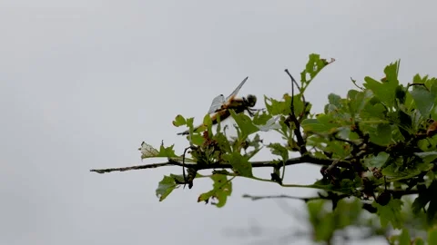 A close-up of a dragonfly perched on a green branch 動画素材 297069563