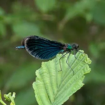 A close-up of a dragonfly perched on a green leaf, with blurred greenery in t Fotos de archivo