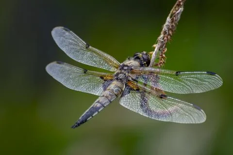 Close up of a Dragonfly perched on a twig Stock Photos