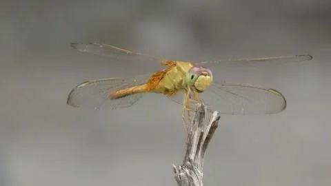 Close-up of the dragonfly is perching on a dry stem Stock Footage 314521044
